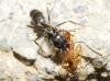 Tapinoma sp. Tapinoma sp.