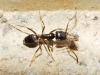 Tapinoma sp. Tapinoma sp.