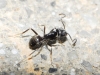 Tapinoma sp. Tapinoma sp.