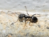 Tapinoma sp. Tapinoma sp.