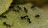 Tapinoma sp. Tapinoma sp.