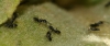 Tapinoma sp. Tapinoma sp.