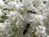 Tapinoma sp Tapinoma sp