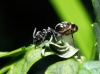 Tapinoma sp Tapinoma sp