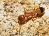Temnothorax sp Temnothorax sp