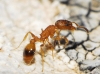 Temnothorax sp Temnothorax sp