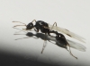 Temnothorax sp Temnothorax sp