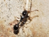 Temnothorax sp Temnothorax sp