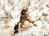 Temnothorax sp Temnothorax sp