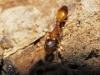Temnothorax sp Temnothorax sp
