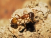 Temnothorax sp Temnothorax sp