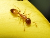Temnothorax sp Temnothorax sp
