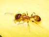 Temnothorax sp Temnothorax sp