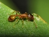 Temnothorax sp Temnothorax sp