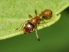 Temnothorax sp Temnothorax sp