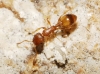 Temnothorax sp Temnothorax sp