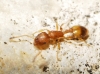 Temnothorax sp Temnothorax sp