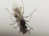 Temnothorax sp. Temnothorax sp.