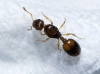 Temnothorax nylanderi Temnothorax nylanderi