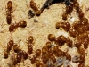 Temnothorax sp. Temnothorax sp.