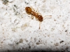 Temnothorax sp. Temnothorax sp.