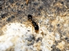 Temnothorax sp Temnothorax sp