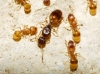 Temnothorax sp Temnothorax sp