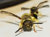Ancistrocerus biphaleratus (Saussure 1852)