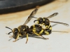 Ancistrocerus biphaleratus (Saussure 1852)