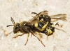 Ancistrocerus biphaleratus (Saussure 1852)