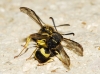 Ancistrocerus biphaleratus (Saussure 1852)