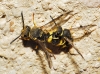 Ancistrocerus biphaleratus (Saussure 1852)