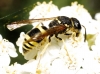Ancistrocerus longispinosus (Saussure 1855) [?]