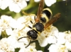 Ancistrocerus longispinosus (Saussure 1855) [?]