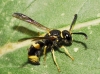 Ancistrocerus longispinosus (Saussure 1855) [?]