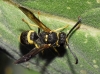 Ancistrocerus longispinosus (Saussure 1855) [?]