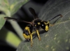 Ancistrocerus longispinosus (Saussure 1855) [?]