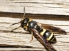 Ancistrocerus sp.