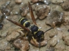 Ancistrocerus sp.