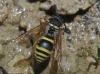 Ancistrocerus sp. [?]