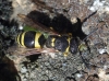 Ancistrocerus sp.