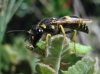 Ancistrocerus sp.