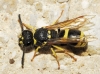 Ancistrocerus sp.