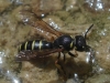 Ceramius sp.