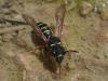 Ceramius sp.