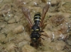 Ceramius sp.