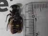Colpa sexmaculata (Fabricius 1781)