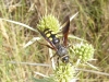 Colpa sexmaculata (Fabricius 1781)