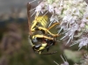 Dolichovespula sylvestris (Scopoli 1763)