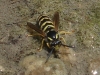 Dolichovespula sylvestris (Scopoli 1763)